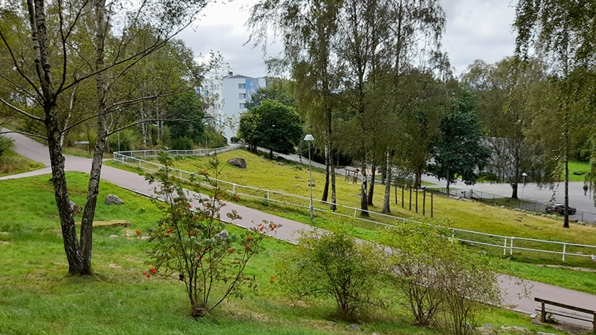 Gräsmatta med ett gångstråk, buskar och träd.