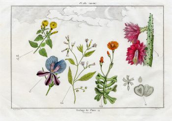 Research image for "Everything Must Change", by Jacques Reyne Isidore Acarie-Baron. He was a French painter and scientific illustrator. This is his 19th Century botanical illustration of a selection of flowering plants from Linneaus’ flower clock.