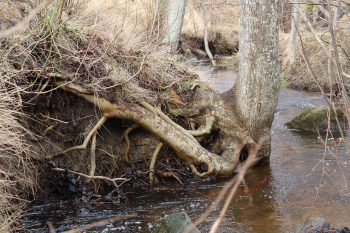 Konstnären Hilda Hellström har studerat området där Askims nya simhall ska byggas, och bland annat tagit intryck av naturen vid närliggande Otterbäcken.